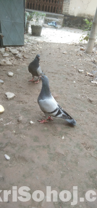 রেসার কবুতর